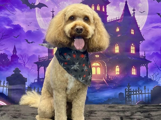 The business offers superfoods, natural treats, dog grooming, dog walking, and personalised gifts.