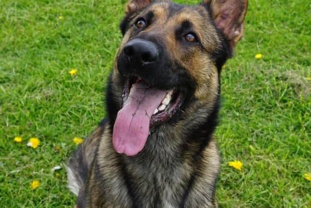 Police Dog Quantum sustained a cut to his chin after Nelson armed himself with a plank of wood with a nail embedded in it. 
The four-year old Belgian Malinois-German Shepherd cross only just survived being stabbed by an offender two years ago.