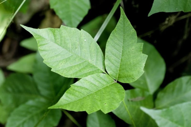 Poison ivy is poisonous to dogs. It can cause severe blistering dermatitis if it comes into contact with skin.