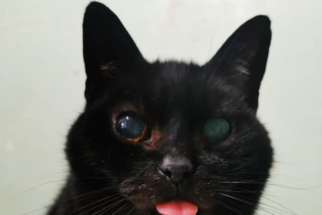 Phoebe now lives in her forever home.