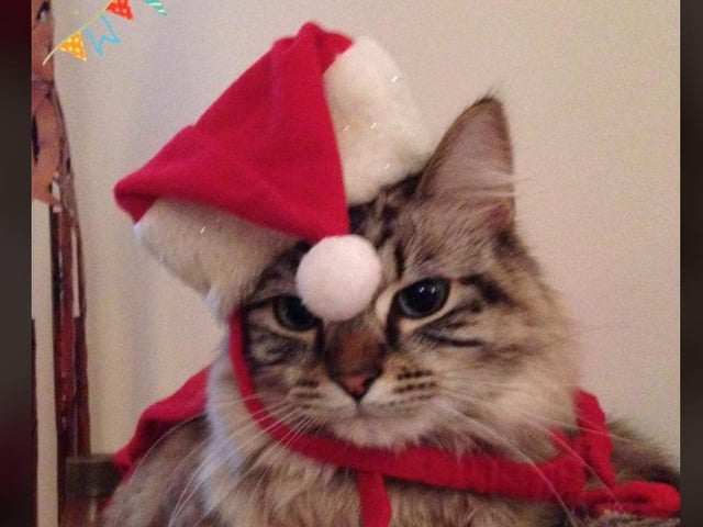 In the run up to Christmas 2020, our readers have shared their pets adorable festive costumes.