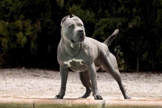 XL Bully.