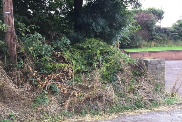 Fly-tipping of conifer trees at Skegby