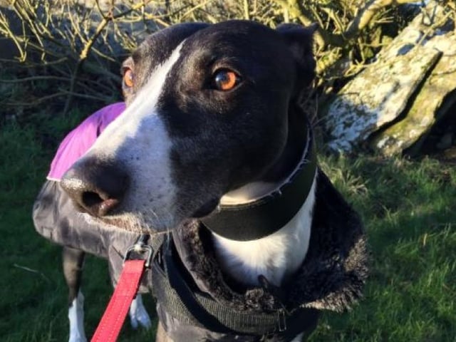 Hendrix is riendly and playful boy who loves human company and attention. Currently at the re-homing centre in Caithness & Sutherland.