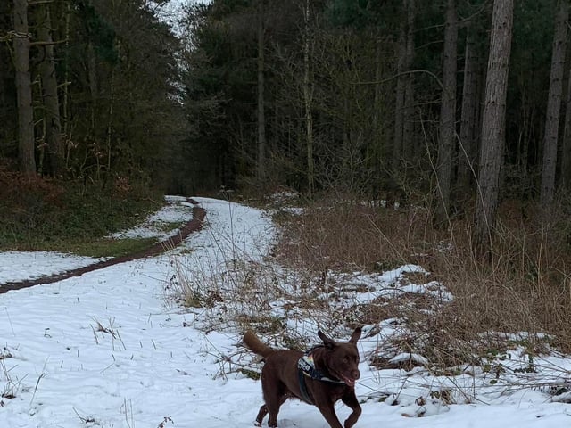 This Labrador loves the snow. March, 2023.