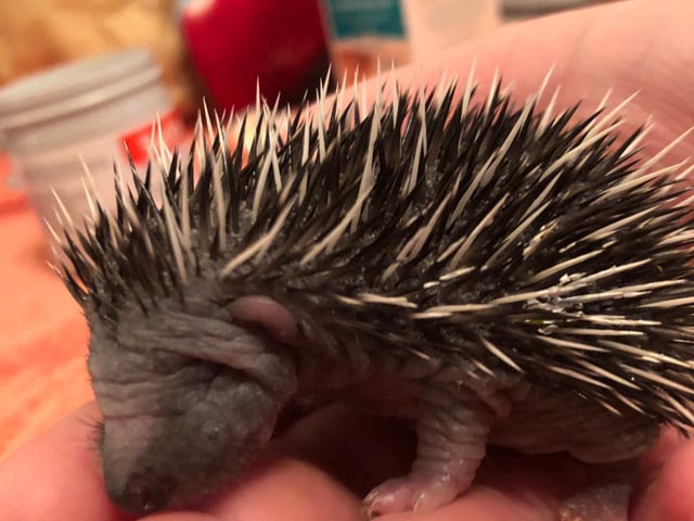 Steven Gray, wildlife manager said: “The numbers we saw last year were unprecedented. Due to the time of year when many hedgehogs arrived, they didn’t increase their body mass enough to survive hibernating in the wild so they had to stay with us until spring."