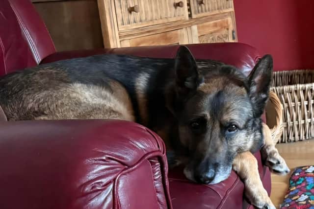 Quantum is finally able to sleep in his favourite chair again after a grueling rehabilitation programme