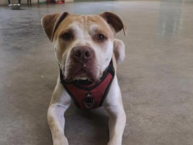 Pickles is a three-year-old American bulldog. He is a super friendly boy who loves being around people and soaking up all the fuss. He is very clever and loves to learn new skills and tricks. Pickles is continuously building his confidence around dogs, and he currently whines and stares but has previously pulled towards dogs so is working on appropriate behaviours and is doing quite well. He is looking for a very secure garden as he could easily jump six-foot fences if he tried. Pickles is a large boy so experience with this breed is preferable and he can live with children over the age of 11.