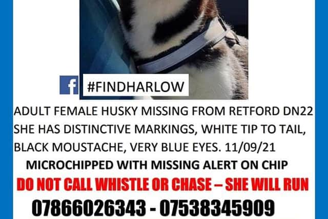 Harlow the husky is missing from Retford area.