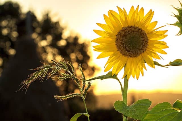 Tomorrow will be a mostly dry day with a maximum temperature of 24C.
