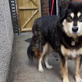 Alfie, thought to be aged six, requires a new home after the death of his adoptive parents.