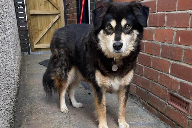 Alfie, thought to be aged six, requires a new home after the death of his adoptive parents.