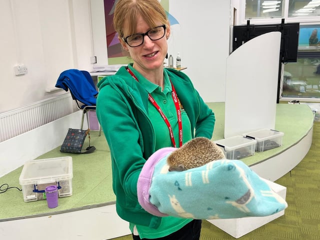 Kristen let students handle the lesser hedgehog tenrec