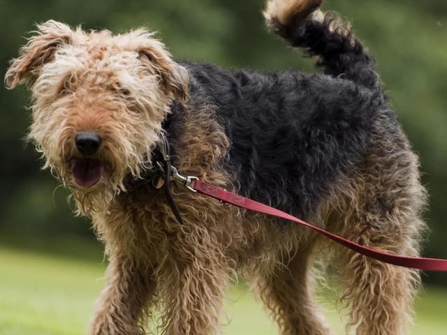 Clumber Park, which sits on the doorstep of our region, is good for a whole range of activities. But did you know about dog-walking socials that are held there every Wednesday morning? Simply go along to Central Bark, between the walled kitchen garden and the cricket ground, explore the park and then enjoy a cuppa and a bite to eat in the dog-friendly cafe.