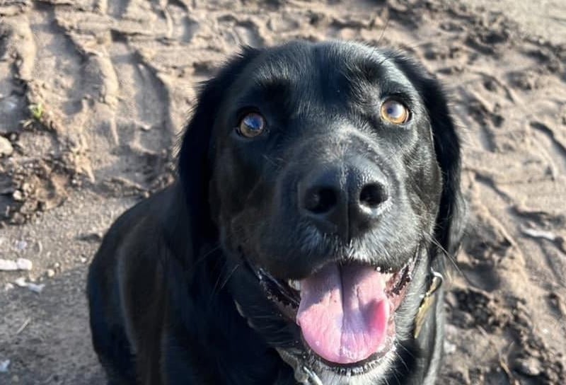 Here is three-year-old Teddy enjoying the summer.