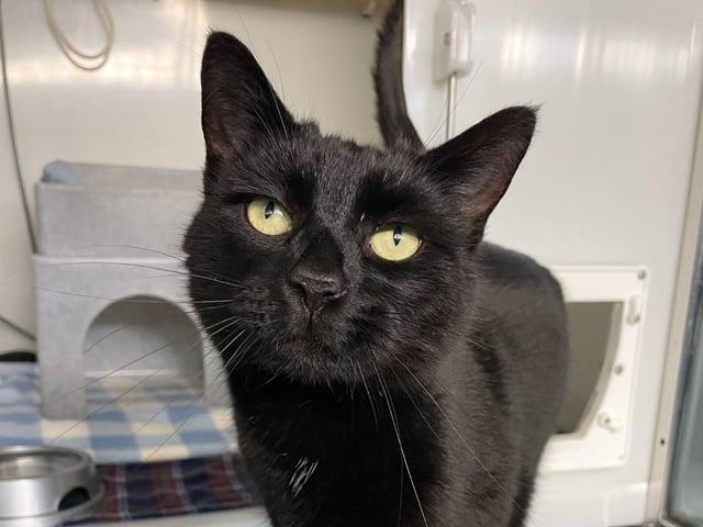 This friendly boy was found as a stray, but now he's looking for a new owner to take care of him. Little is known about his past, however, staff at the centre feel he could live with older children due to him being a confident and fussy boy.