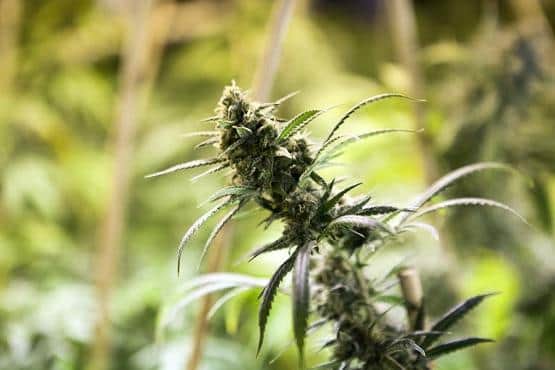 Police have arrested a man after a cannabis grow was found in Warsop. Photo: Nottinghamshire Police
