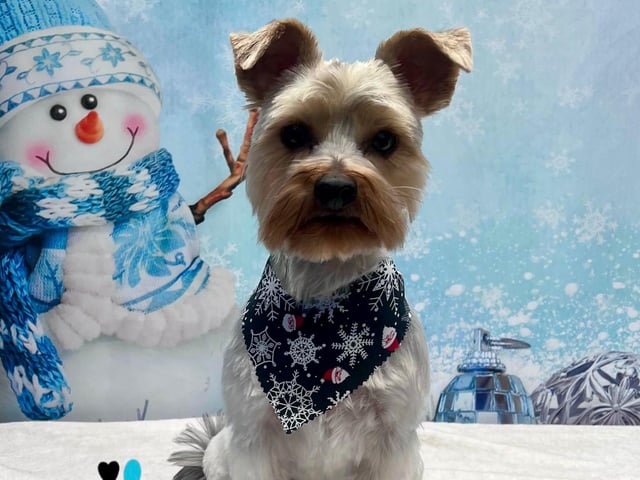 Striking a pawfect pose