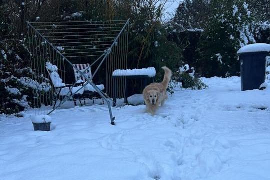Lucy Peck sent us this snap of her dog enjoying the snow this morning.