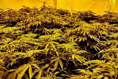 More than 300 cannabis plants were found