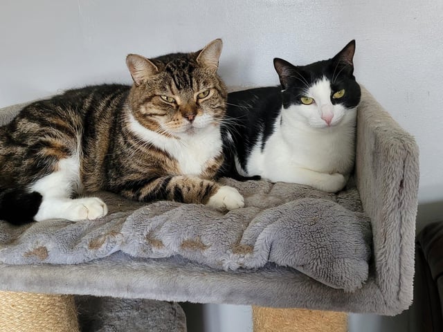 Fat cat Finn, aged nine with Athena.