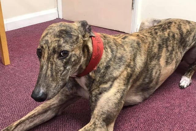 Maureen Cook said: This is Flash, he’s a rescue greyhound and is our resident pet at Abbeyfield in Alnwick. He’s a wonderful companion to our residents who love him to bits and dare I say he’s just a little bit spoilt by the staff.