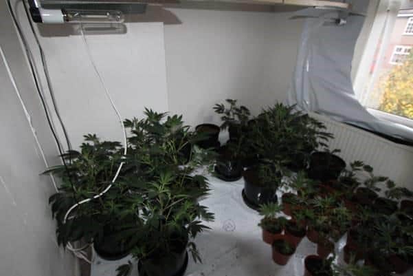 Officers found over 30 plants in the property