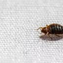 Expert shares top tips to avoid bed bugs on holiday