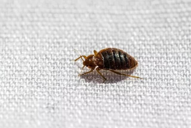 Expert shares top tips to avoid bed bugs on holiday