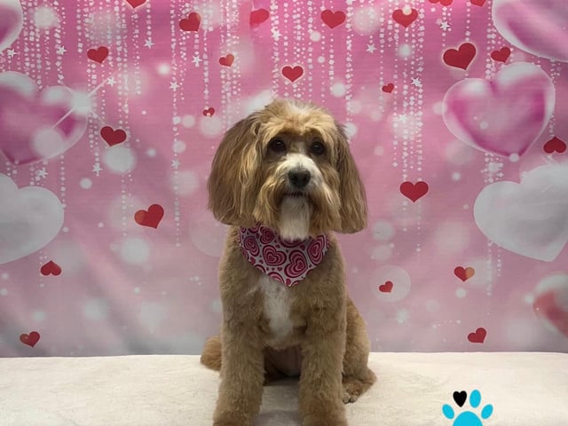 Pawfect pose