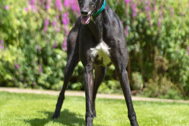 "He's a truly lovely boy who really deserves to enjoy his retirement in a comfortable home." Whiskey is pictured. Photo: Karen Turner-Nash