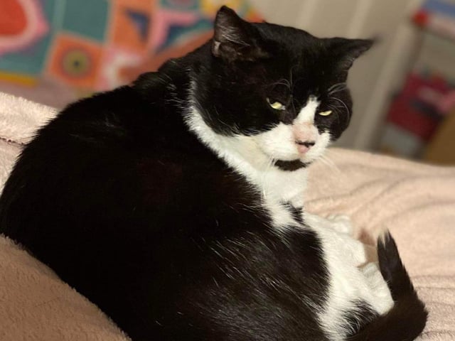 Mansfield Cat Rescue said: "Benecio is a big stud of a cat. He's been straying for years and has taken a lot of time to build up his confidence. Years of surviving on rodents has given him a sensitive tummy, so he needs a very strict diet."