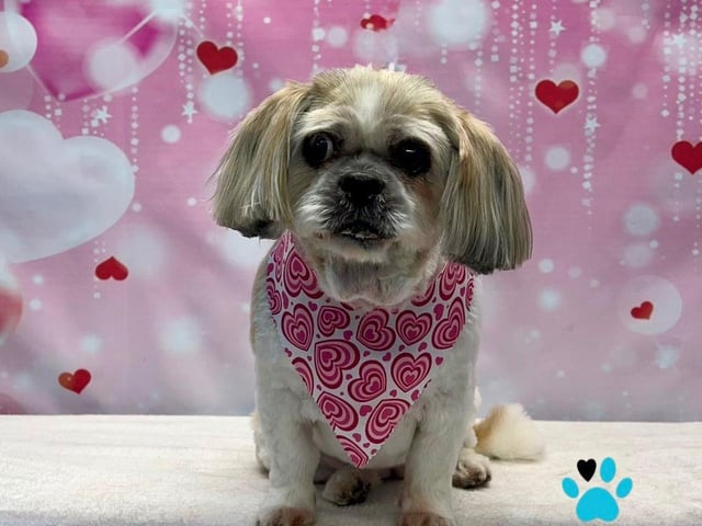 Valentine's fun at On all Pawz