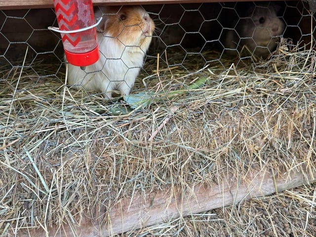 Two of the guinea pigs they rescued.