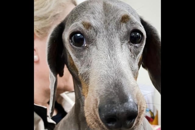 Howard, a 10 year Dachshund, was rescued at aged five from Ireland after being used and abused as a Stud dog due to his colour.