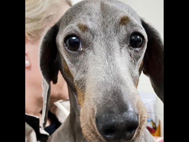 Howard, a 10 year Dachshund, was rescued at aged five from Ireland after being used and abused as a Stud dog due to his colour.