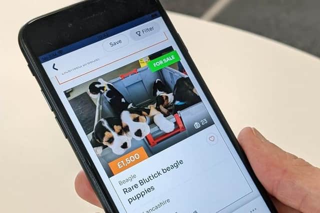 Forever Puppy's mobile app