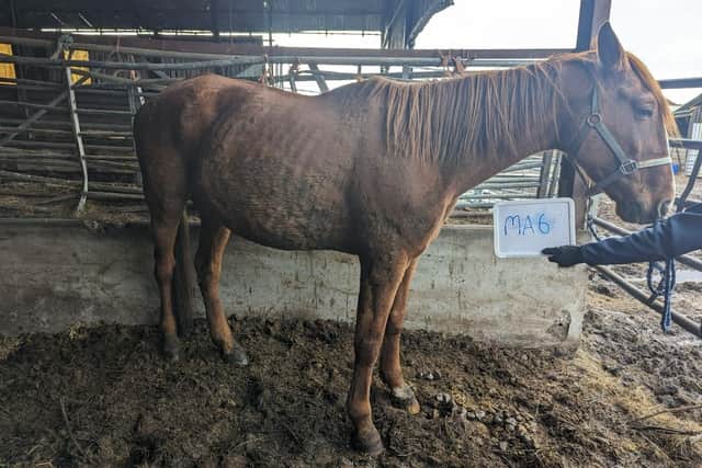 Just one of more than 450 animals found on the farm.