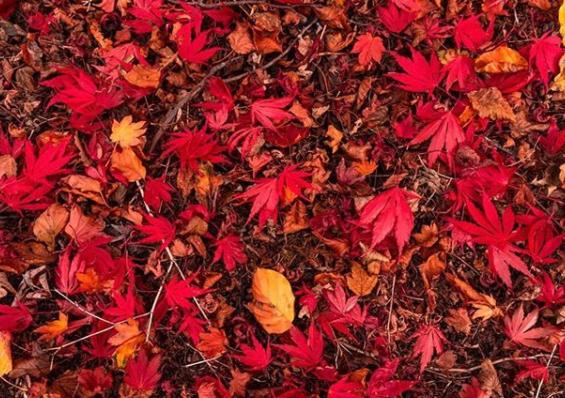Brightly coloured leaf pile from @theskysthelimit.photography