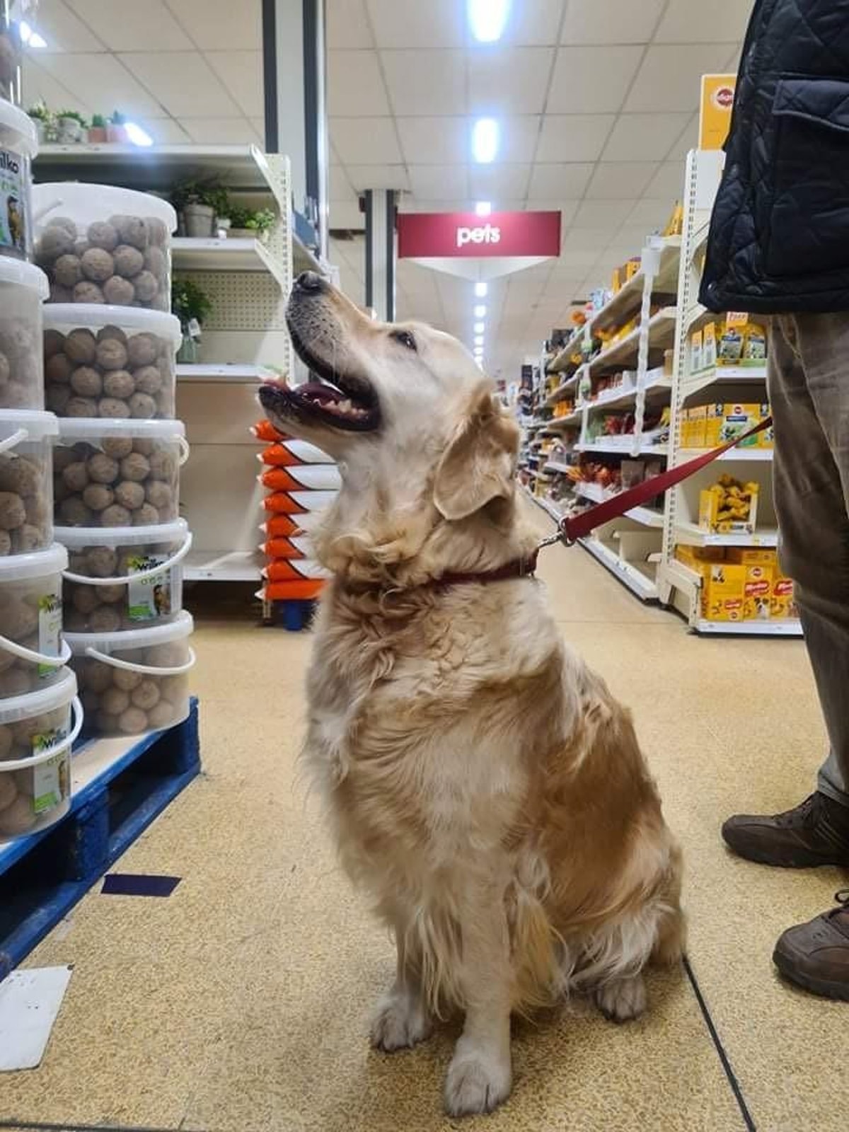 Full list: Wilko welcomes pets into hundreds of its stores - including  Sutton, but not in Mansfield | Mansfield and Ashfield Chad