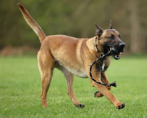 Police dog Russo is showing great promise as he undergoes training with Nottinghamshire Police. Photo: Nottinghamshire Police