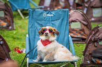 A new Canine Campsite has opened close to Sherwood Forest