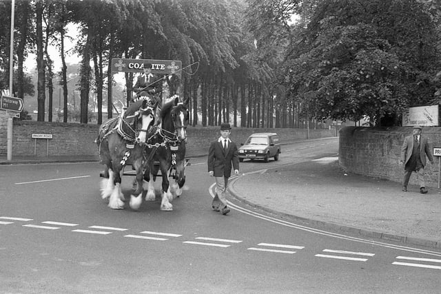 The Coalite horses walking along Priory Road.