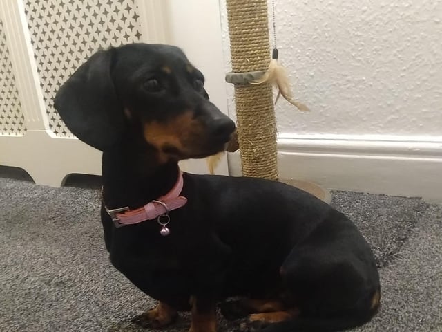 Here is five-year-old Lucy, settling into her new home well.