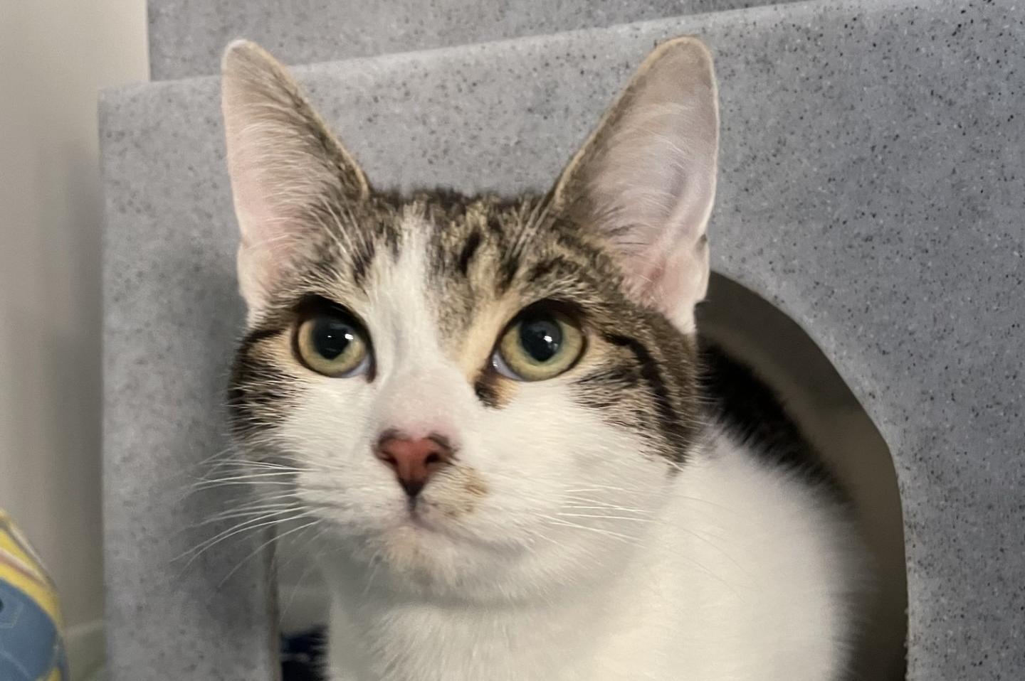 Adoption centre for cats near best sale me