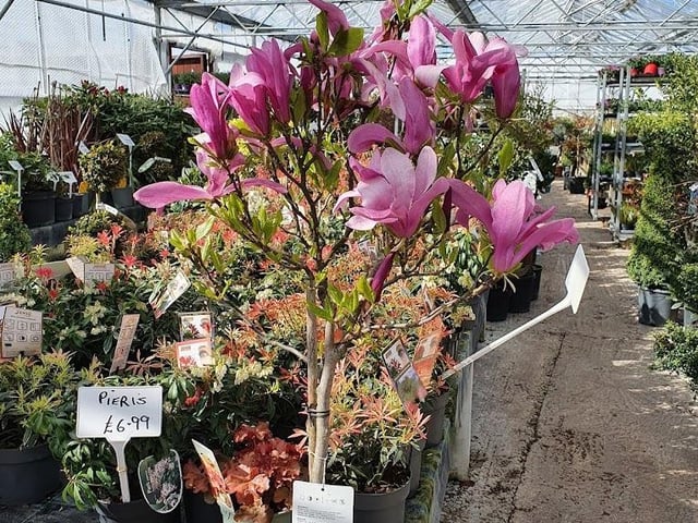 Old Orchard Nursery in Shirebrook is a highly rated garden centre in the area. The Common Lane business can be contacted at 01623 742513.
