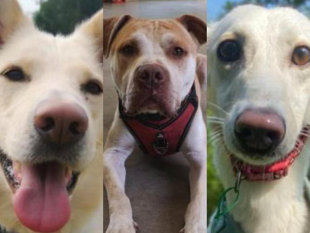 Meet the long-stay trio. Pictured; Lilly, Pickles and Peaches.