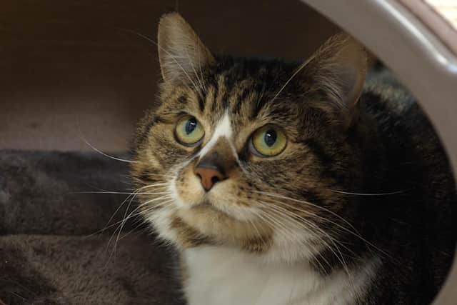 Golden oldie Poppy, looking for a quiet and peaceful home.