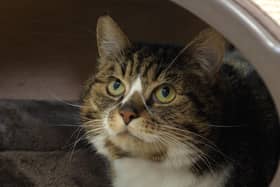 Golden oldie Poppy, looking for a quiet and peaceful home.