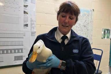 A duck found to have been shot in the leg in an air gun attack